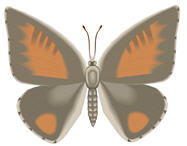تصویر کلمه butterfly