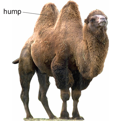 تصویر کلمه camel