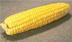 تصویر کلمه corn