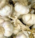 تصویر کلمه garlic
