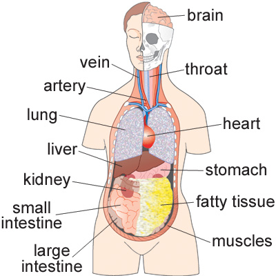 تصویر کلمه intestine