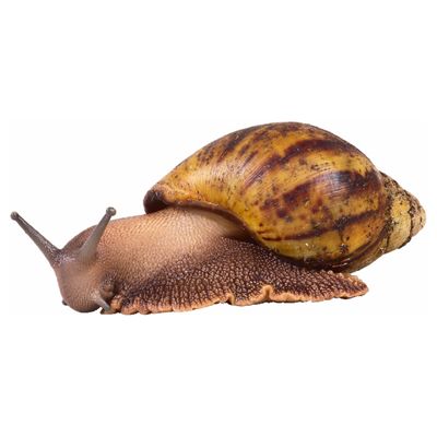 تصویر کلمه snail
